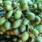 Buah Pinang bukan sekedar buah, buah yang melekat bersama dengan budaya dan tradisi Fakfak.