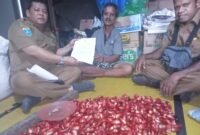 Melalui edaran Bupati Fakfak Nomor 500.8.3/752/BWP/2024 Plt. Kepala Dinas Perkebunan Fakfak Widhi Asmoro Jati menekankan agar pedagang pengepul agar tidak menjemur pala di tempat yang tidak memenuhi standar kebersihan.