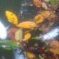 ikan ditemukan mati mengapung di Sungai Klafdalim dan Klasoh, Distrik Moi Sigin Kabupaten Sorong (foto: jubi)