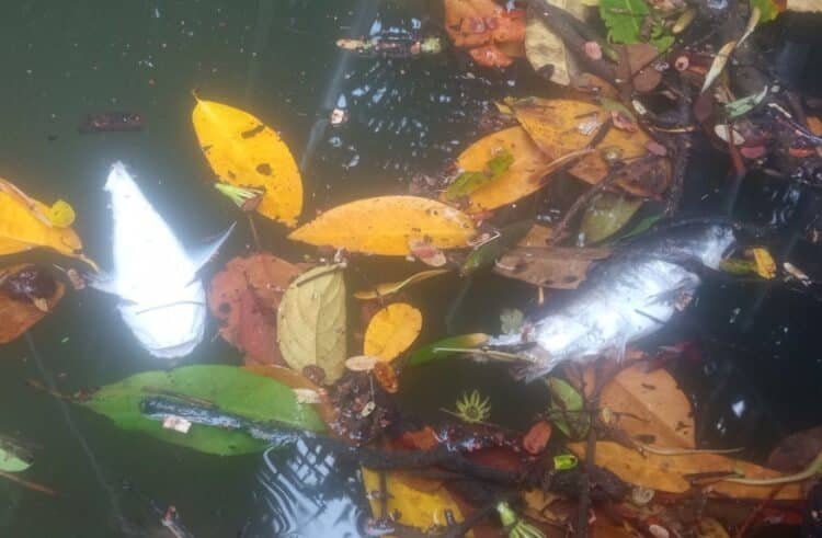 ikan ditemukan mati mengapung di Sungai Klafdalim dan Klasoh, Distrik Moi Sigin Kabupaten Sorong (foto: jubi)