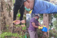 Dinas Perkebunan Fakfak memanfaatkan pupuk organik hayati Tecno Organik Papua (TOP) sebagai solusi ramah lingkungan dalam menjaga 
kesehatan tanaman.