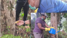 Dinas Perkebunan Fakfak memanfaatkan pupuk organik hayati Tecno Organik Papua (TOP) sebagai solusi ramah lingkungan dalam menjaga 
kesehatan tanaman.