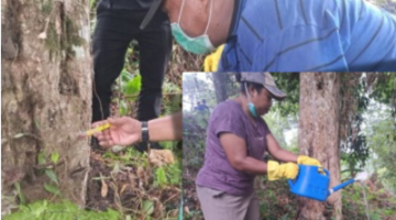 Dinas Perkebunan Fakfak memanfaatkan pupuk organik hayati Tecno Organik Papua (TOP) sebagai solusi ramah lingkungan dalam menjaga 
kesehatan tanaman.