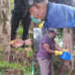 Dinas Perkebunan Fakfak memanfaatkan pupuk organik hayati Tecno Organik Papua (TOP) sebagai solusi ramah lingkungan dalam menjaga 
kesehatan tanaman.