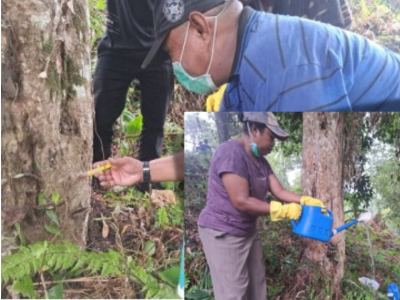 Dinas Perkebunan Fakfak memanfaatkan pupuk organik hayati Tecno Organik Papua (TOP) sebagai solusi ramah lingkungan dalam menjaga 
kesehatan tanaman.